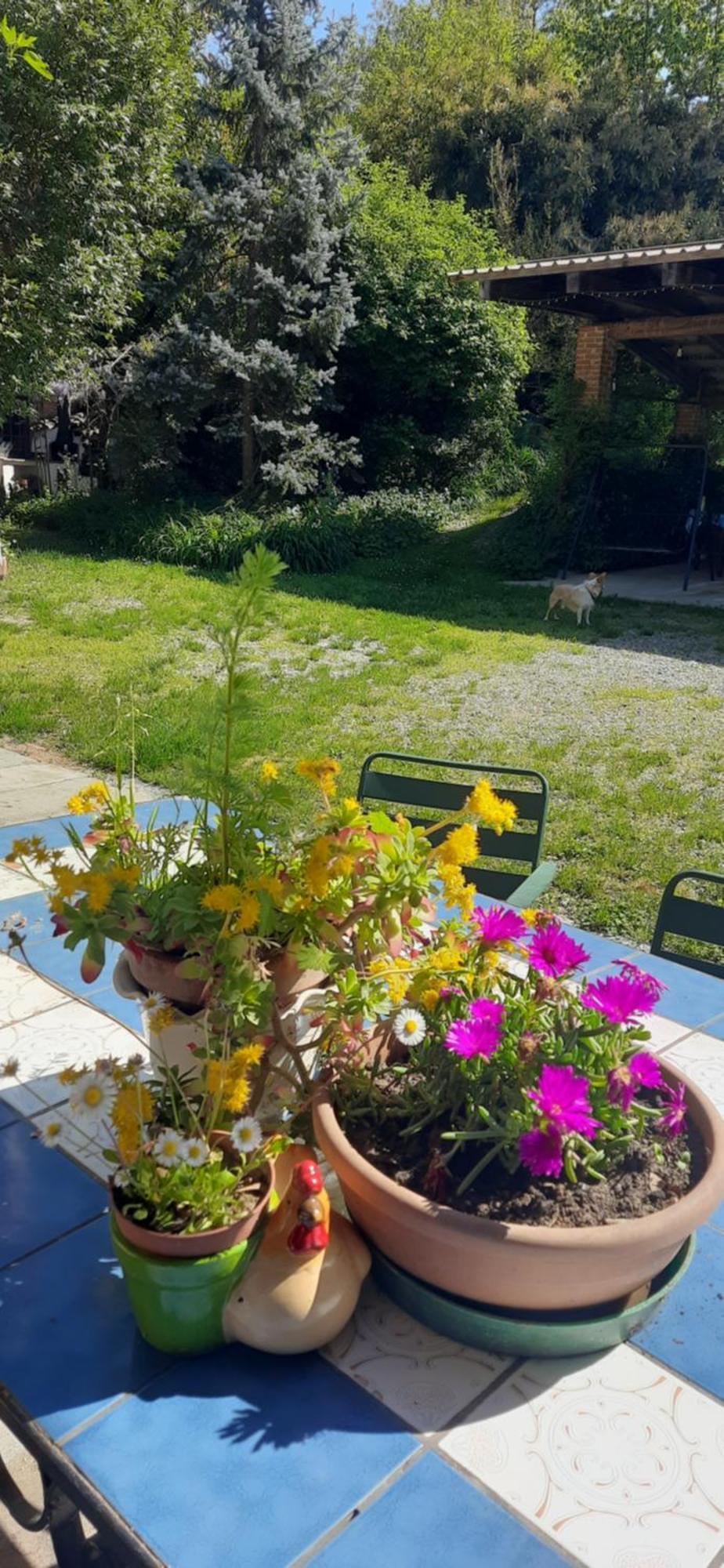 Il Giardino Del Gallo ケラスコ エクステリア 写真