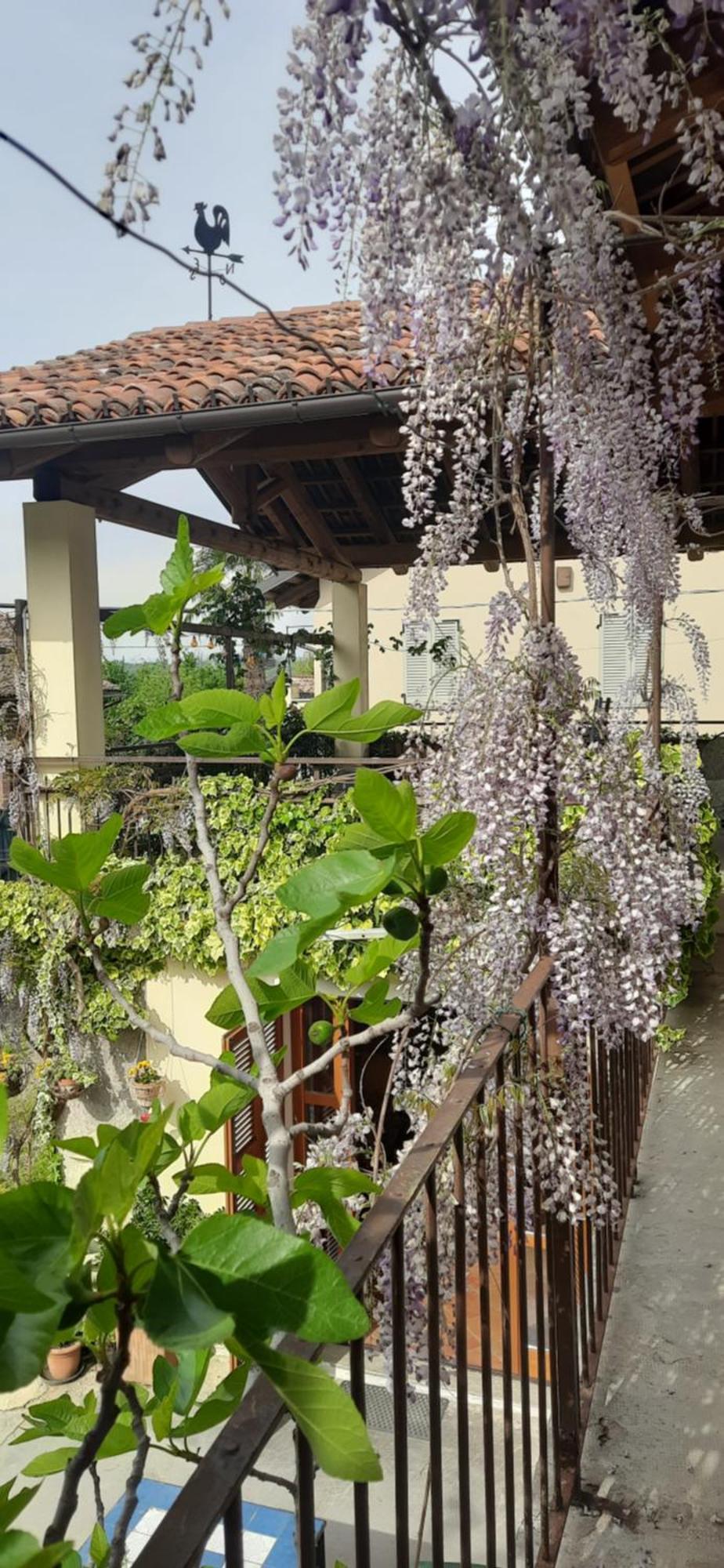 Il Giardino Del Gallo ケラスコ エクステリア 写真